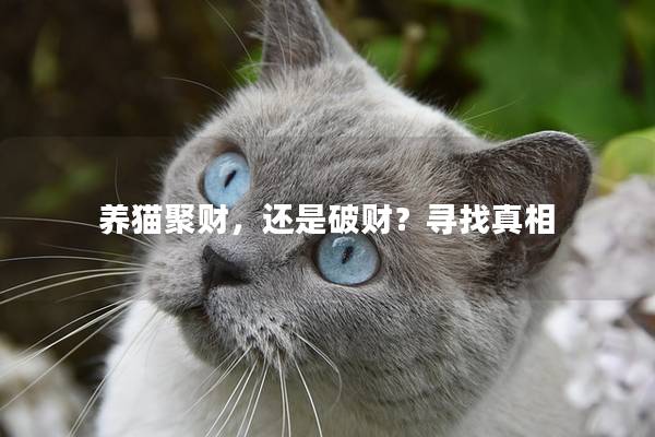 养猫聚财，还是破财？寻找真相