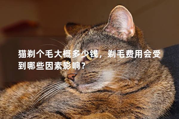 猫剃个毛大概多少钱，剃毛费用会受到哪些因素影响？