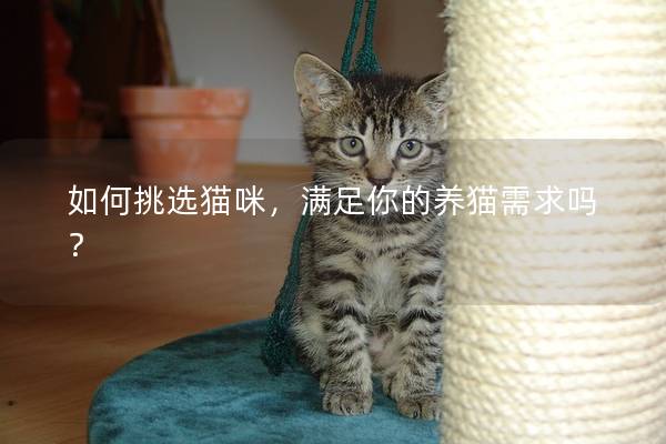 如何挑选猫咪，满足你的养猫需求吗？