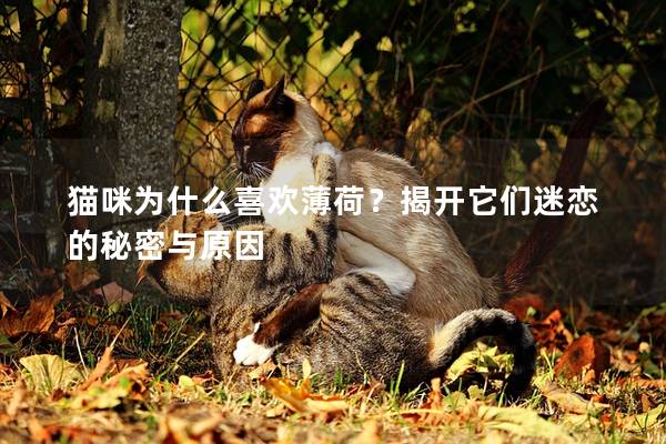 猫咪为什么喜欢薄荷？揭开它们迷恋的秘密与原因