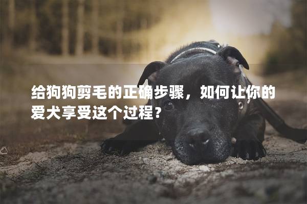 给狗狗剪毛的正确步骤，如何让你的爱犬享受这个过程？