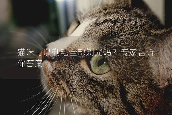 猫咪可以剃毛全部剃光吗？专家告诉你答案