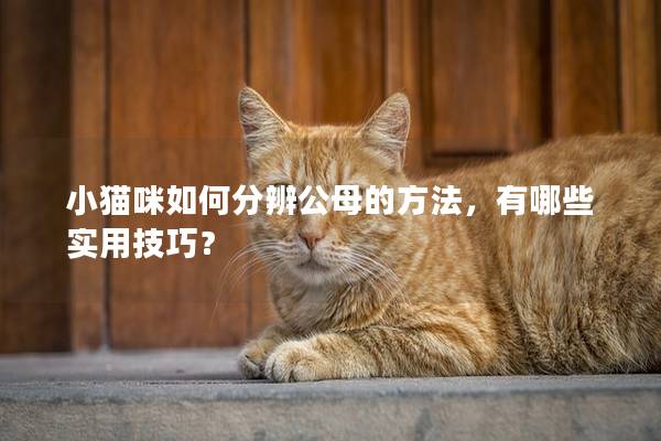 小猫咪如何分辨公母的方法，有哪些实用技巧？