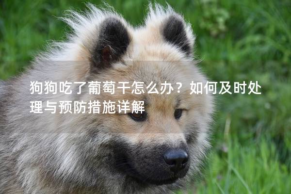 狗狗吃了葡萄干怎么办？如何及时处理与预防措施详解