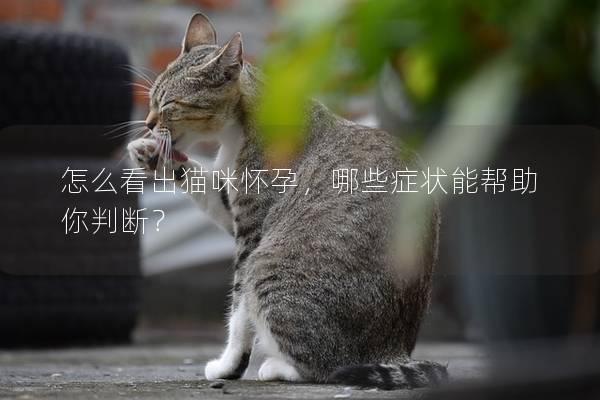 怎么看出猫咪怀孕，哪些症状能帮助你判断？