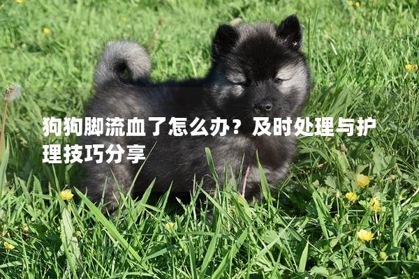 狗狗脚流血了怎么办？及时处理与护理技巧分享