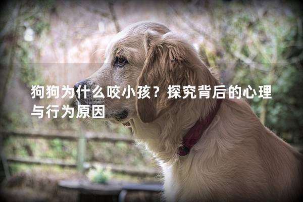 狗狗为什么咬小孩？探究背后的心理与行为原因