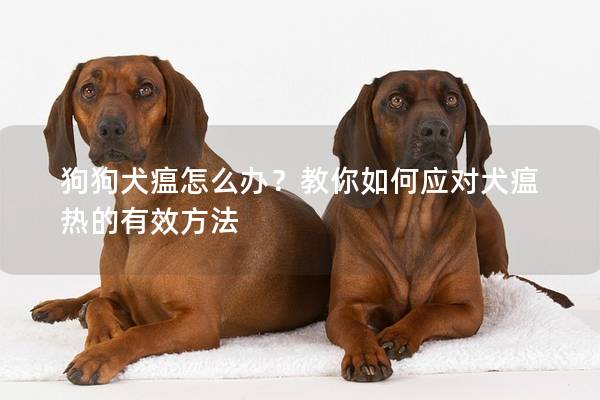 狗狗犬瘟怎么办？教你如何应对犬瘟热的有效方法