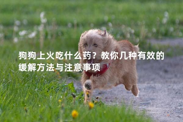 狗狗上火吃什么药？教你几种有效的缓解方法与注意事项