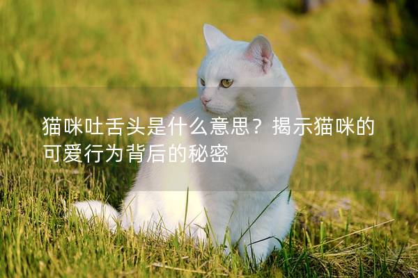 猫咪吐舌头是什么意思？揭示猫咪的可爱行为背后的秘密