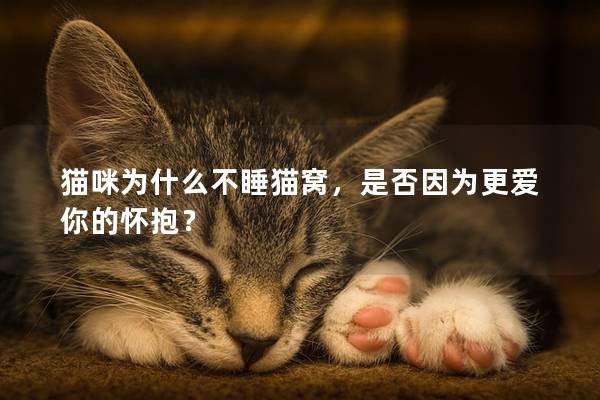 猫咪为什么不睡猫窝，是否因为更爱你的怀抱？