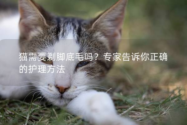 猫需要剃脚底毛吗？专家告诉你正确的护理方法