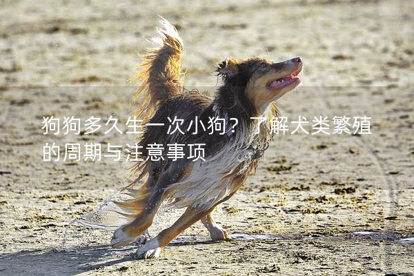 狗狗多久生一次小狗？了解犬类繁殖的周期与注意事项