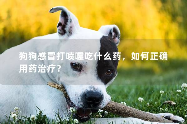 狗狗感冒打喷嚏吃什么药，如何正确用药治疗？