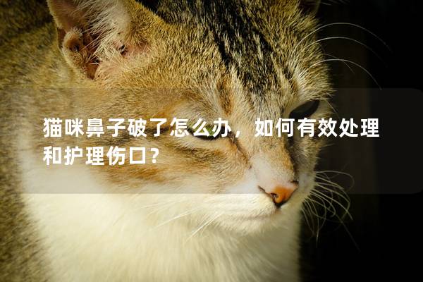 猫咪鼻子破了怎么办，如何有效处理和护理伤口？