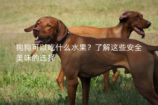 狗狗可以吃什么水果？了解这些安全美味的选择