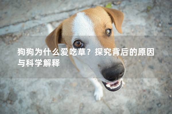 狗狗为什么爱吃草？探究背后的原因与科学解释