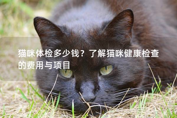 猫咪体检多少钱？了解猫咪健康检查的费用与项目