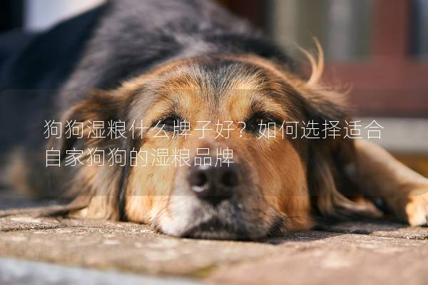 狗狗湿粮什么牌子好？如何选择适合自家狗狗的湿粮品牌