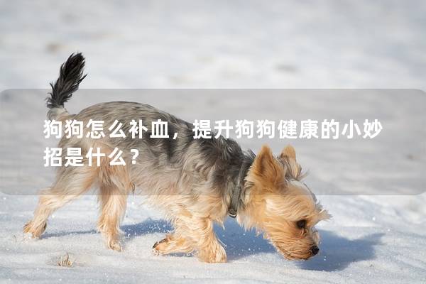 狗狗怎么补血，提升狗狗健康的小妙招是什么？