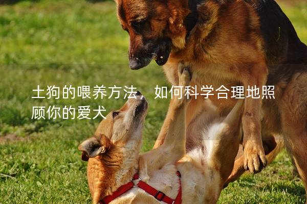 土狗的喂养方法，如何科学合理地照顾你的爱犬