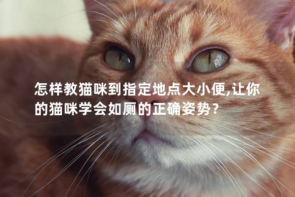 怎样教猫咪到指定地点大小便,让你的猫咪学会如厕的正确姿势？