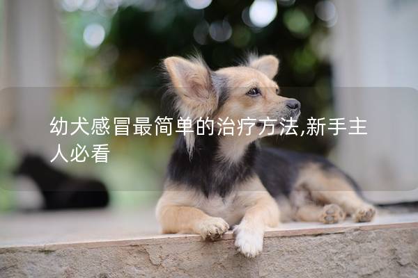 幼犬感冒最简单的治疗方法,新手主人必看