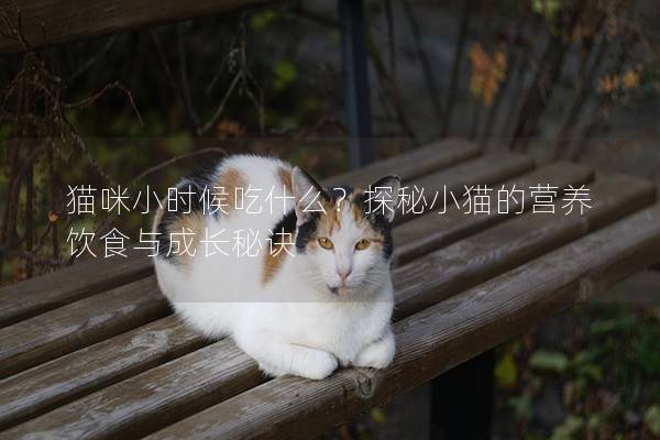 猫咪小时候吃什么？探秘小猫的营养饮食与成长秘诀