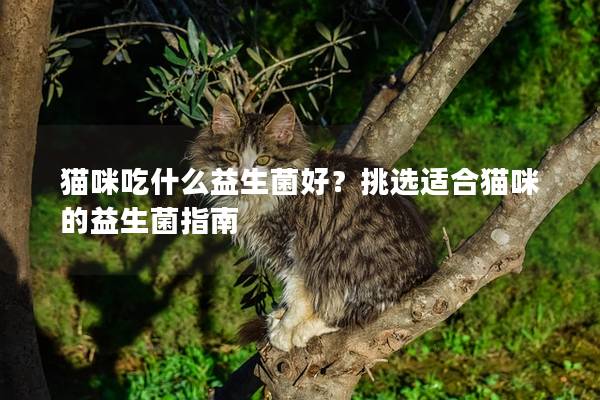 猫咪吃什么益生菌好？挑选适合猫咪的益生菌指南