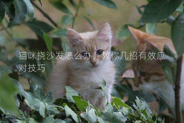 猫咪挠沙发怎么办，教你几招有效应对技巧