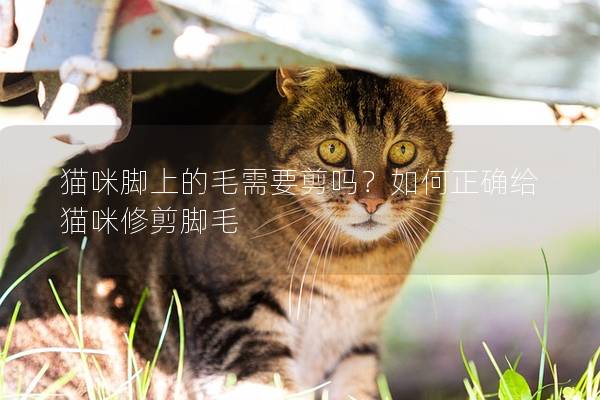 猫咪脚上的毛需要剪吗？如何正确给猫咪修剪脚毛