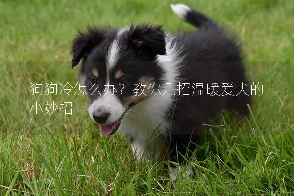 狗狗冷怎么办？教你几招温暖爱犬的小妙招