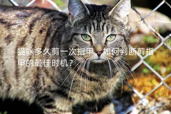 猫咪多久剪一次指甲，如何判断剪指甲的最佳时机？