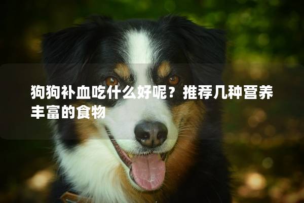 狗狗补血吃什么好呢？推荐几种营养丰富的食物