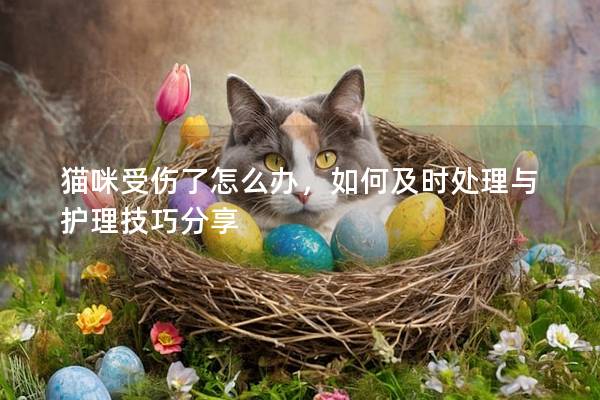 猫咪受伤了怎么办，如何及时处理与护理技巧分享