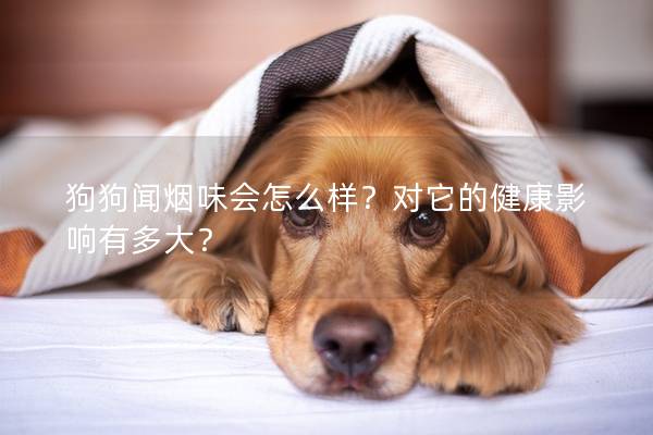 狗狗闻烟味会怎么样？对它的健康影响有多大？