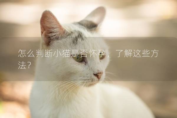 怎么判断小猫是否怀孕，了解这些方法？