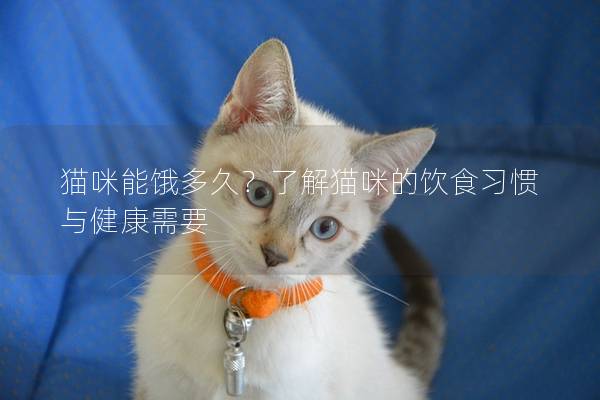 猫咪能饿多久？了解猫咪的饮食习惯与健康需要