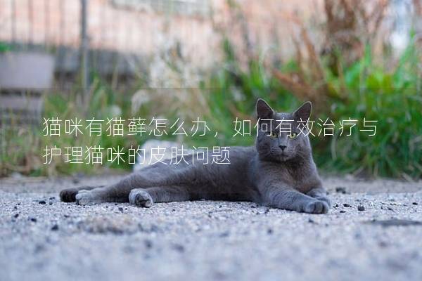 猫咪有猫藓怎么办，如何有效治疗与护理猫咪的皮肤问题