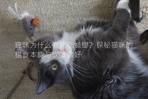 猫咪为什么喜欢吃蟑螂？探秘猫咪的猎食本能与饮食偏好