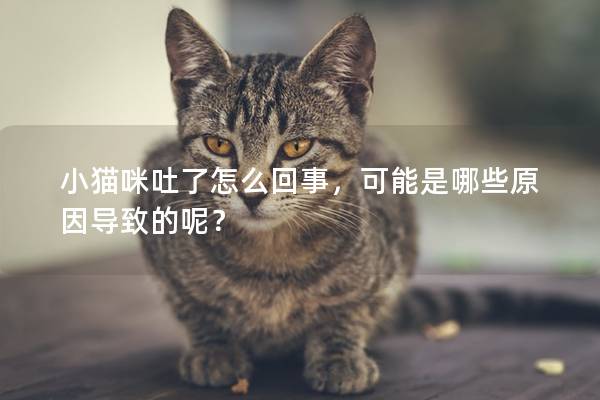 小猫咪吐了怎么回事，可能是哪些原因导致的呢？