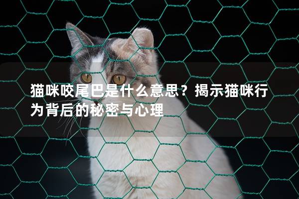 猫咪咬尾巴是什么意思？揭示猫咪行为背后的秘密与心理