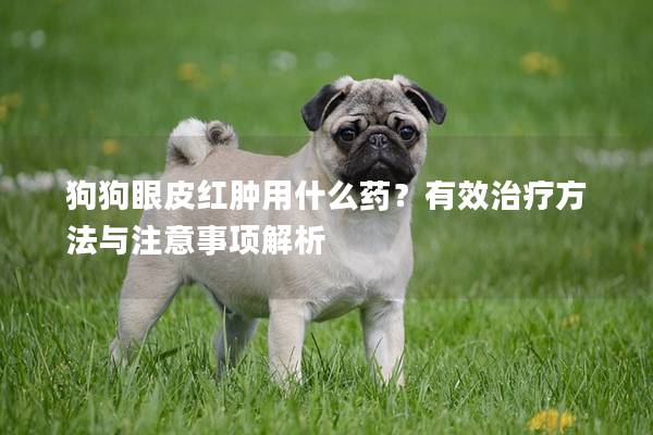 狗狗眼皮红肿用什么药？有效治疗方法与注意事项解析