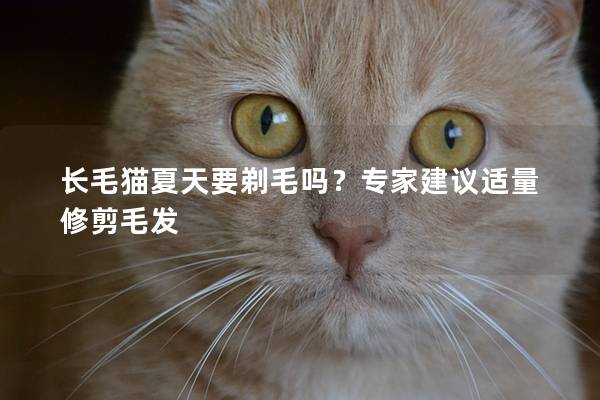 长毛猫夏天要剃毛吗？专家建议适量修剪毛发