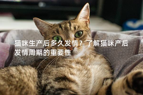 猫咪生产后多久发情？了解猫咪产后发情周期的重要性