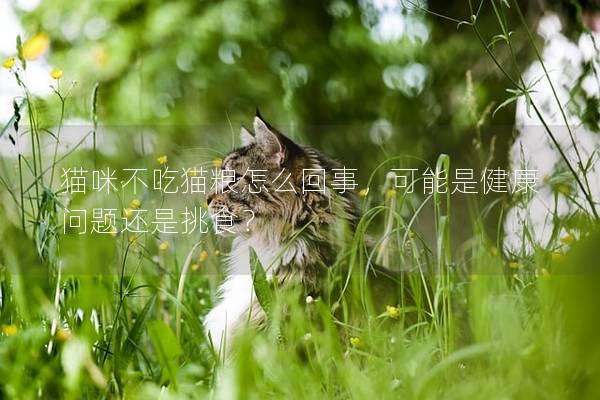 猫咪不吃猫粮怎么回事，可能是健康问题还是挑食？