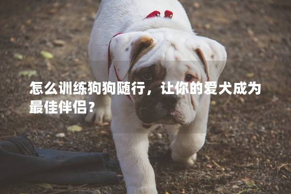 怎么训练狗狗随行，让你的爱犬成为最佳伴侣？