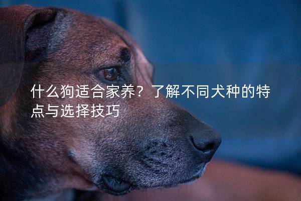 什么狗适合家养？了解不同犬种的特点与选择技巧