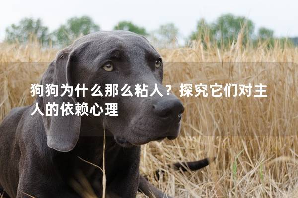 狗狗为什么那么粘人？探究它们对主人的依赖心理