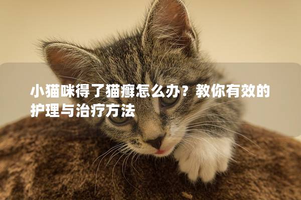 小猫咪得了猫癣怎么办？教你有效的护理与治疗方法